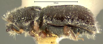 Media type: image;   Entomology 1295 Aspect: habitus lateral view